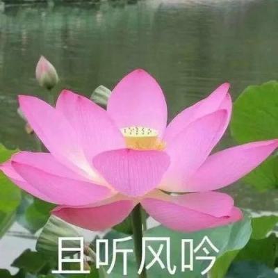 种菜大亨红包版(暂未上线)v3.3.00 安卓最新版